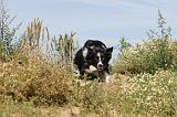 BORDER COLLIE 445